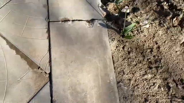 Мое поздравление всех женщин с 8 Марта!?Желаю всем счастья,здоровья,любви,красоты и весны в душе? смотреть онлайн