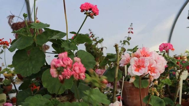 Обзор новых сортов пеларгоний в моей коллекции '21 смотреть онлайн