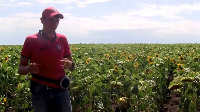 ТУНКА. Среднеранний гибрид, с. 2-я Александровка, Мясниковский район, Ростовская область. смотреть онлайн