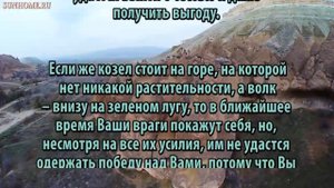 К чему снится Волк сонник, толкование сна