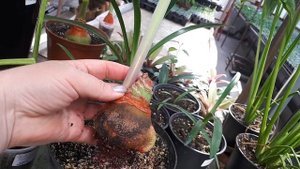 ГИППЕАСТРУМЫ. Зачем срезаем стрелы!?