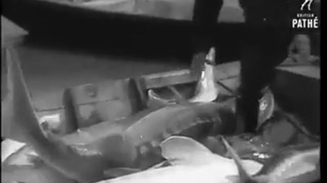 Рыбхоз СССР смотреть онлайн