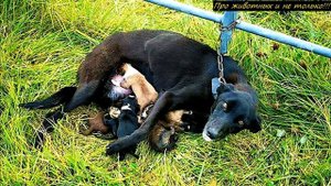 Случайный прохожий заметил в поле собаку на цепи, которая кормила своих щенков
