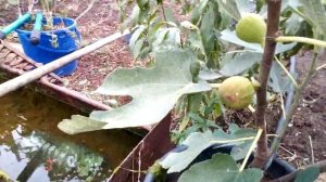 Инжир-осветление кустов и как узнать спелость плодов