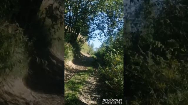 Необыкновенная сосна