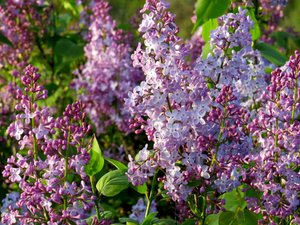 Овражек, полный цветущей сирени. Крым.