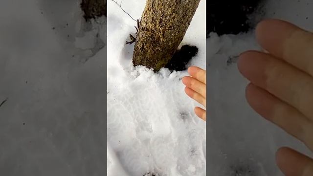 Задержите снег!!❄️?♀️Плюсы и минусы снегозадержания.#твойсад #работывсаду #снегозадержание смотреть онлайн