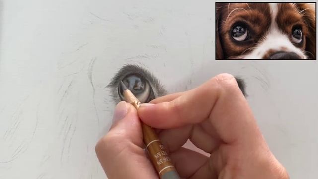 How to Draw a Spaniel in Coloured Pencils - Part 1 смотреть онлайн