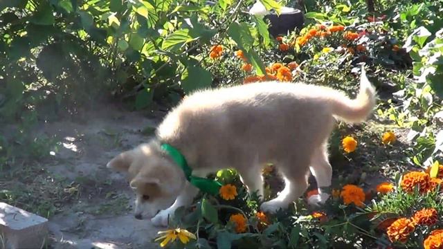 Темно-зеленая ленточка мальчик смотреть онлайн