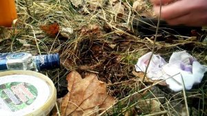 Прививка яблони на рябину весной