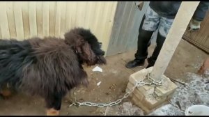 Тибетского  мастифа бросил хозяин в железном наморднике и  на цепи