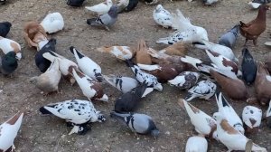 Хвойная подкисленная вода для питья голубей в осенне-зимний сезон и по весне