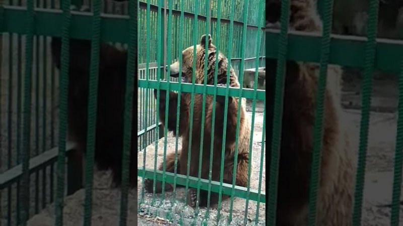 Bear bear  мишуля