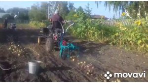 Уборка картофеля мотоблоком Нева мб-2