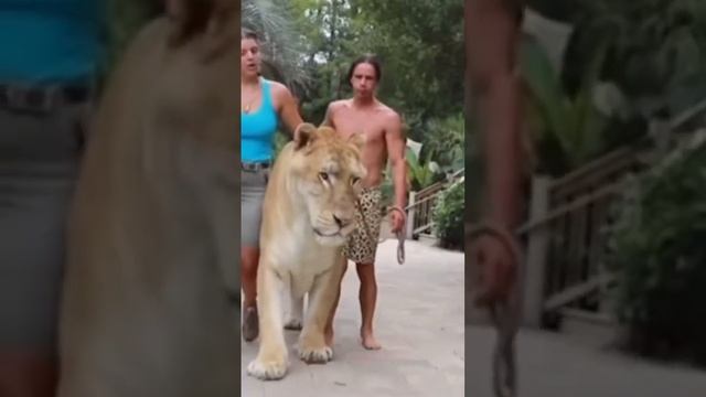 Liger VS Tigon #animals #wildlife #shorts