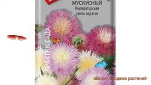 Василек обыкновенный Мускусный Императорская ? обзор: как сажать, семена василька