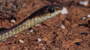 Загадочные звери: В поисках легендарных существ: Бумсланг