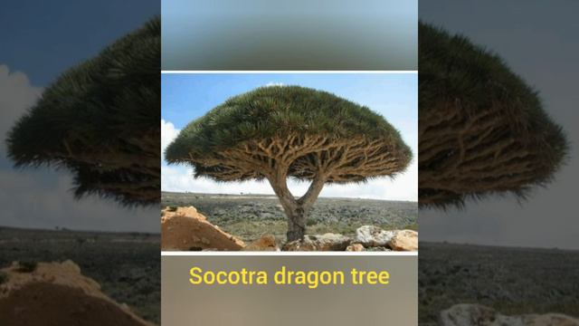 socotra dragon tree....#short #save tree  #red blood tree...#Enjoyfact #soni