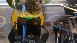 Пробую содержать орхидею БЕЗ ГРУНТА Интересен результат