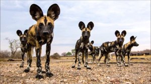 Гиеновидные собаки. Рассказывает журналист Яна Розова. 07 августа 2018 года.
