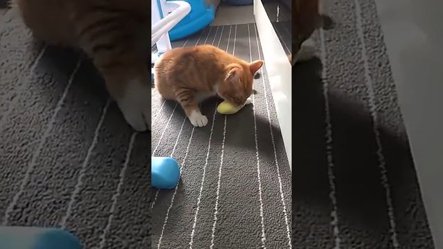 Игрушка для кошек с кошачьей мятой  https:2my.siteJ91iWcm