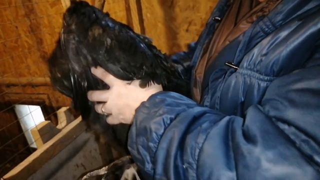 Куры не несутся,что делать?. Выявляем причину,устраняем ошибки))) смотреть онлайн