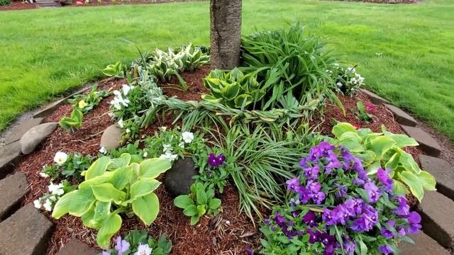 Нарциссы, что же делать с листьями после цветение? смотреть онлайн