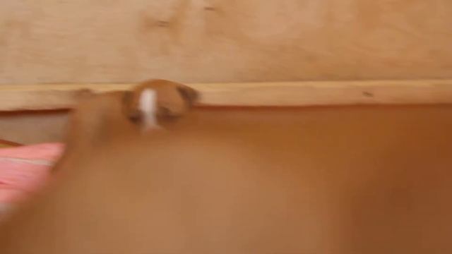 Американский стаффордширский терьер.GaidJewel's kennel смотреть онлайн