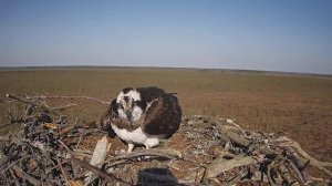 Скопа_Красный Бор_Самец спаривается с самкой №1 (9 апреля 9:19)