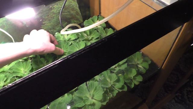 Как правильно запускать рыб в аквариум смотреть онлайн