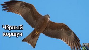 Птицы ДНР: хищные