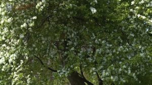 Яблоня ягодная  открытый грунт Ботанического сада СПбГУ