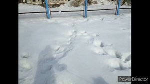 ОБМАНЫВАЮ шелти Луну! вместо игрушки кидаю ей СНЕЖКИ! смешное видео с собакой #шелти #sheltie