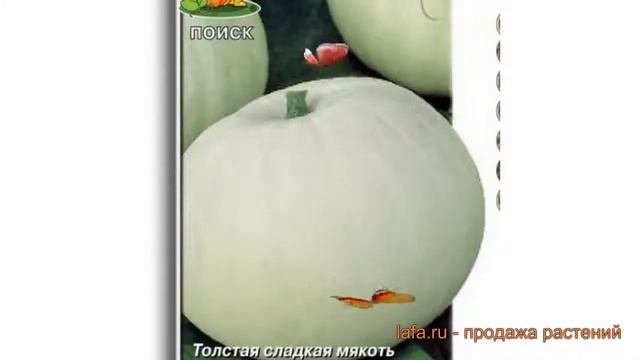 Тыква крупноплодная Крупноплодная 1 ? обзор: как сажать, семена тыквы Крупноплодная 1