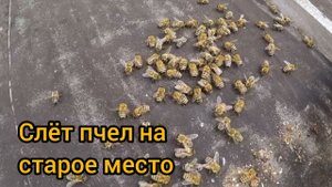 Сколько пчел слетает на старое место