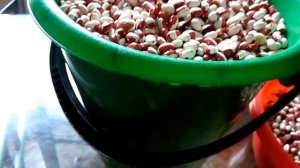 Фасоль обработка и хранение