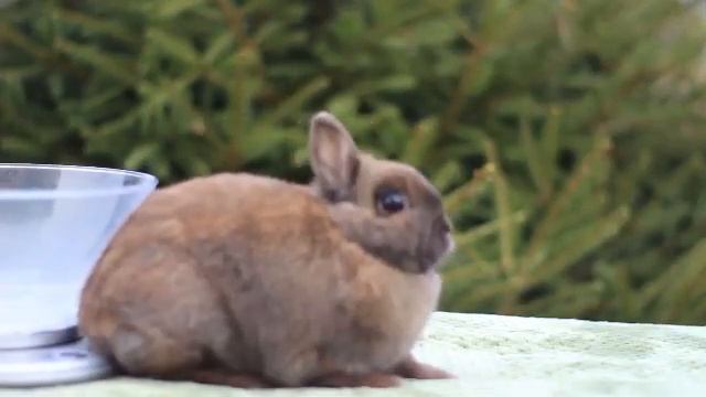 ДВ Найтири кролик минор тюрингенский смотреть онлайн