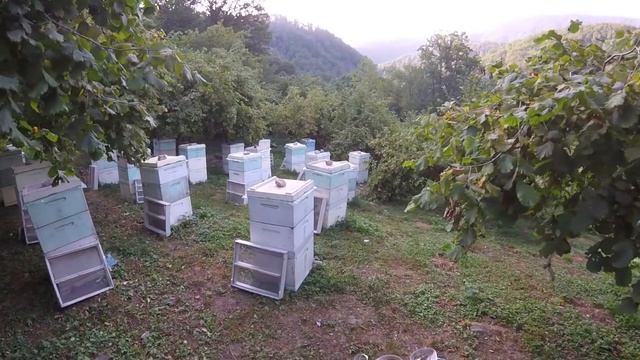 Перевозим на поздний подсолнух с каштана 15 июля 2017 смотреть онлайн