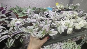 Как вырастить шикарный куст традесканции. Как избавится от пятен на традесканциях. Мой уход.1 часть
