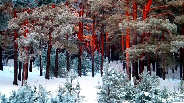 Красота русского леса... (Beauty Russian forest...) смотреть онлайн