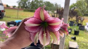Papilio Hybrid Hippeastrum Amaryllis