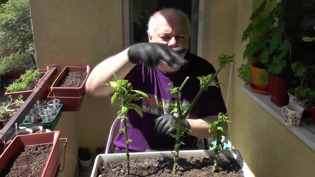 Chilli Plant Grafting: Part 1 смотреть онлайн