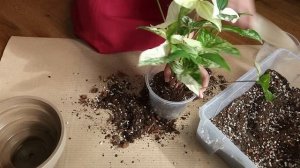 ПЕРЕСАДКА пеперомии АРБУЗНОЙ и сингониума , ПОЛИВ, уход за РАСТЕНИЯМИ в витрине / ЦВЕТОЧНАЯ рутина