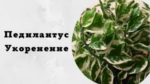 Педилантус. Укоренение черенков