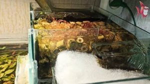 Фильтрация аквариума