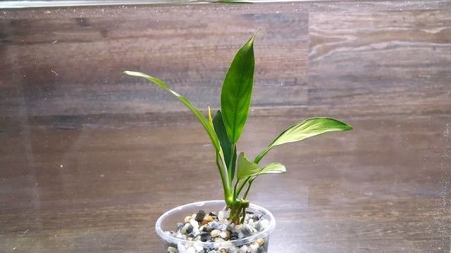 АНУБИАС КОНГЕНСИС ( Anubias Congensis )