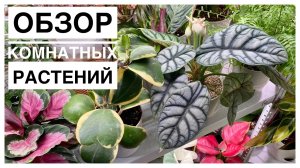 Будни цветовода _ Обзор комнатных растений _ 13.11.2022г..mp4