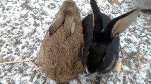 кролики в вольере