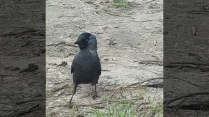 Ворона? А может быть сорока? А может, это галка? Но тоже хороша!