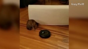 СМЕШНЫЕ КОТЫ И КОШКИ 2016 ПРИКОЛЫ С КОТАМИ И КОШКАМИ 2016 #29